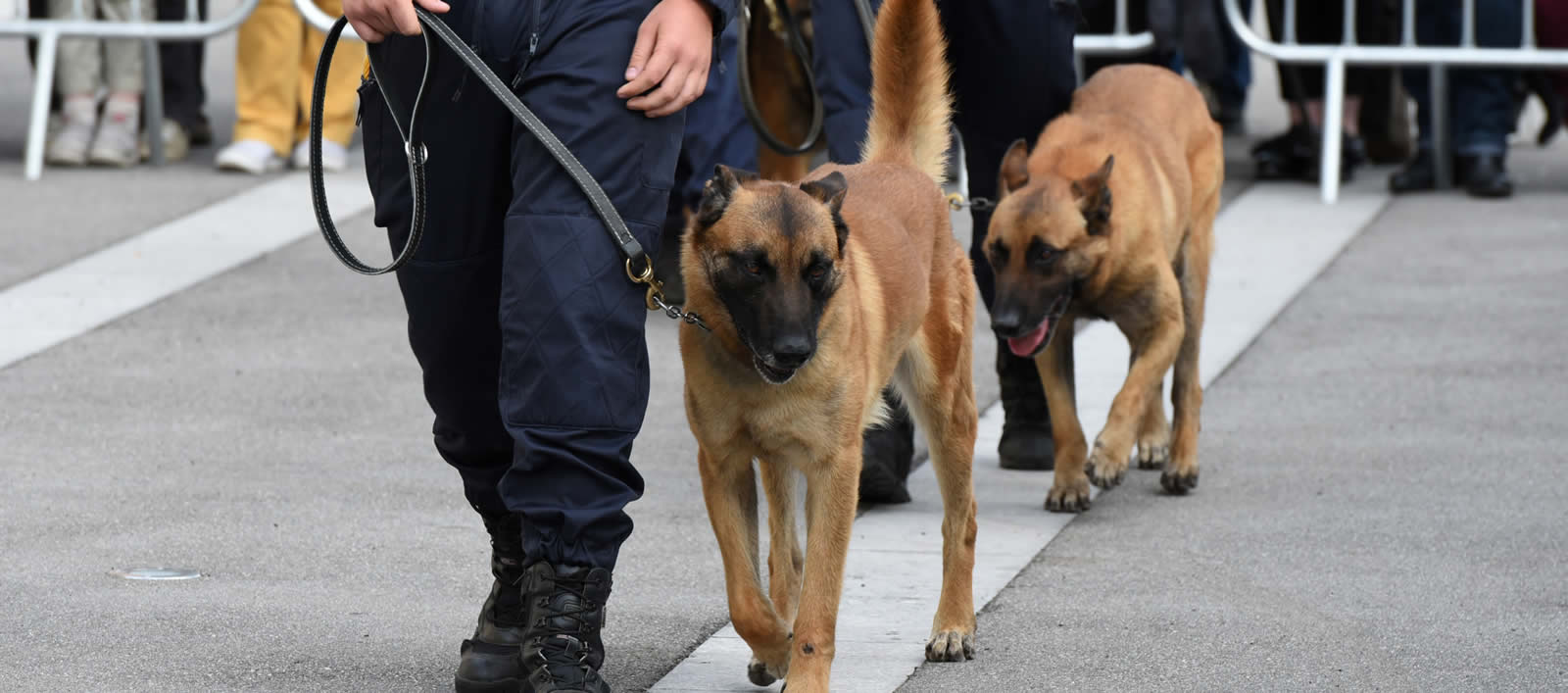 Security Dog Handling in Suffolk