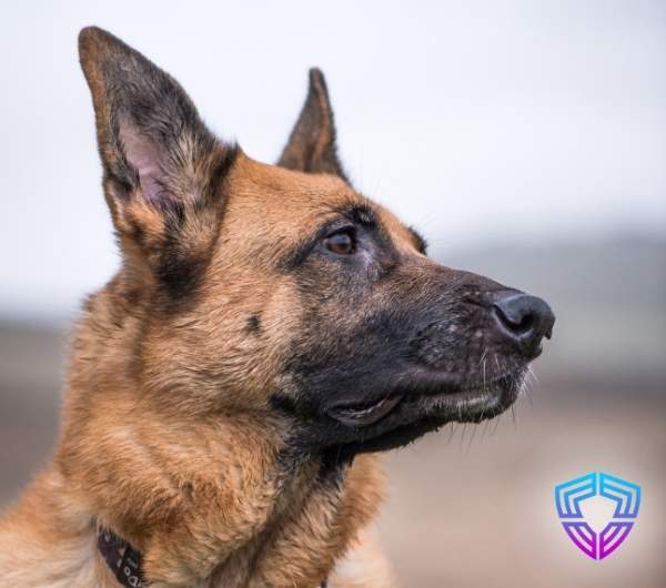 K9 Dog Security in Ipswich