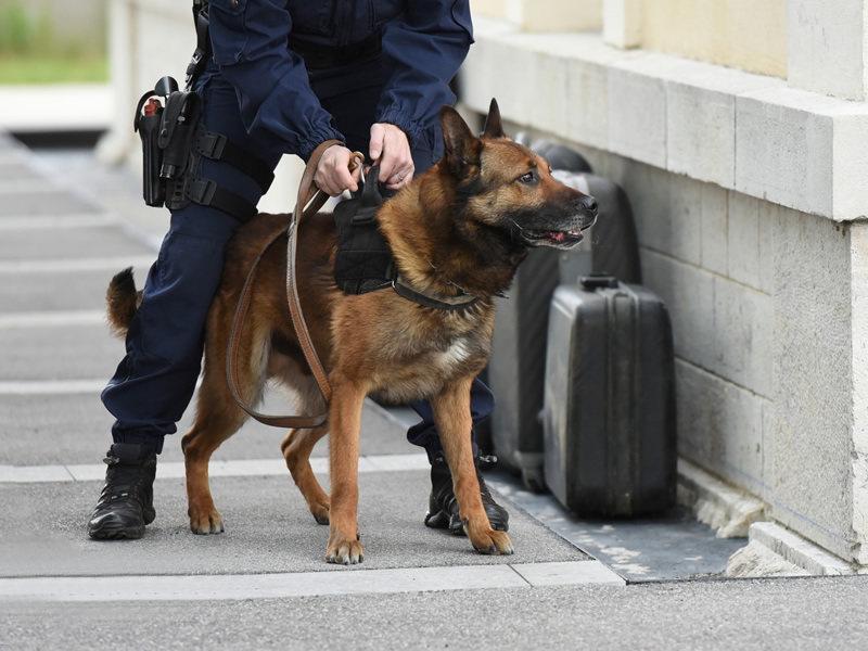 Security officer and K9 unit on patrol at a UK site