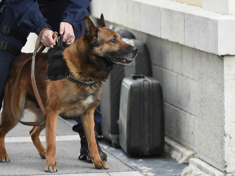 Security dog and handler in Suffolk
