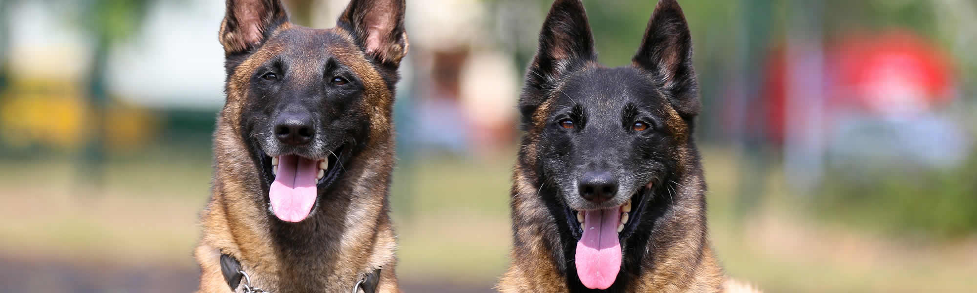 K9 Security Units Suffolk